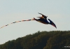 Drachenfest Fliegergruppe Grabenstetten-Teck-Lenninger Tal e.V. 23.09.2017