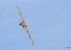 Flugplatzfest Mühlacker-Dürrmenz 17.09.2017