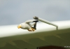 Flugplatzfest Mühlacker-Dürrmenz 17.09.2017