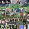 Haupt- und Landgestüt Marbach 03.08.2017
