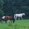 Haupt- und Landgestüt Marbach 03.08.2017