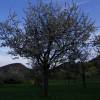 Kirschenblüte
