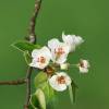 Kirschenblüte