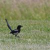 45. internationale Hahnweide Segelflugwettbewerb