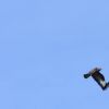 45. internationale Hahnweide Segelflugwettbewerb