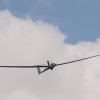 Hahnweide-Segelflugwettbewerb 2012