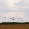 Hahnweide-Segelflugwettbewerb 2012
