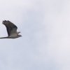 Hahnweide-Segelflugwettbewerb 2012
