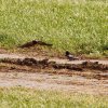 Hahnweide-Segelflugwettbewerb 2012