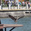 100 Jahre Wasserflugzeugbau FN