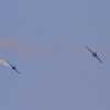 Warbirdtreffen Oberhausen 12
