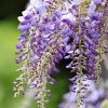 Garten 14.05.2013