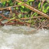 Echaz Hochwasser Pfullingen 02.06.2013