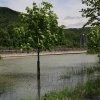 Echaz Hochwasser Pfullingen 02.06.2013