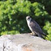 Burg Hohen Neuffen 18.05.2014