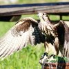 Burg Hohen Neuffen 18.05.2014