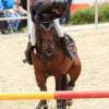 Reitturnier Pfullingen 17.08.2014
