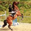 Reitturnier Pfullingen 17.08.2014