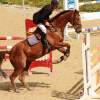 Reitturnier Pfullingen 17.08.2014