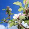 Garten 30.04.2015
