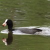 49. Internationaler Hahnweide-Segelflugwettbewerb 16.05.2015