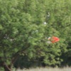 49. Internationaler Hahnweide-Segelflugwettbewerb 16.05.2015