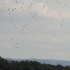 30. InterEx HMSV – Vaihingen/Enz 05.09.2015