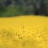 1dfh-050516-096