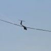 50. Internationaler Hahnweide-Segelflugwettbewerb 06.05.2016