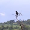 Pfullingen 03.06.2016