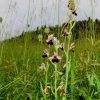 Pfullingen 03.06.2016