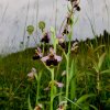 Pfullingen 03.06.2016