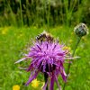 Pfullingen 03.06.2016