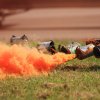 Horizon Airmeet Genderkingen 21.08.2016