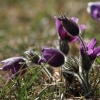 Küchenschellen 07.04.018