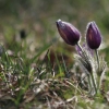 Küchenschellen 07.04.018