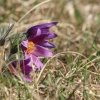 Küchenschellen 07.04.018