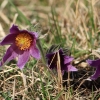 Küchenschellen 07.04.018