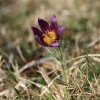Küchenschellen 07.04.018