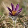 Küchenschellen 07.04.018