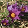 Küchenschellen 07.04.018