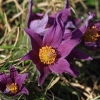 Küchenschellen 07.04.018