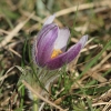 Küchenschellen 07.04.018