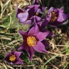 Küchenschellen 07.04.018