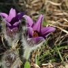 Küchenschellen 07.04.018