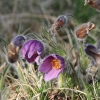 Küchenschellen 07.04.018