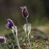 Küchenschellen 07.04.018