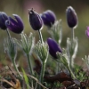 Küchenschellen 07.04.018