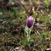 Küchenschellen 07.04.018