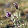 Küchenschellen 07.04.018